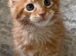 Polydactyl kittens - Maine Coon Kitten For Sale - 