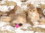 British Shorthair Golden Female Retiring - British Shorthair Kitten For Sale/Retired Breeding - Orlando&comma; FL&comma; US