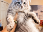 Iness beautiful silver female - Maine Coon Kitten For Sale - Grant Valkaria&comma; FL&comma; US