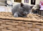 Russian Blue kitties - Russian Blue Kitten For Sale - Oak Lawn&comma; IL&comma; US