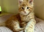 Euro MC kittens READY NOW - Maine Coon Kitten For Sale - Dayton&comma; OH&comma; US