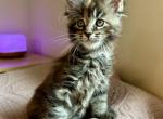 Euro MC kittens ready next weekend - Maine Coon Kitten For Sale - Dayton&comma; OH&comma; US