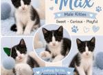 Max - Domestic Kitten For Sale - Walkerton&comma; IN&comma; US