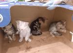 NA - Bengal Kitten For Sale - Houston&comma; TX&comma; US