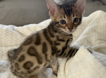 Bengal Kittens - Bengal Kitten For Sale - Champions Gate&comma; FL&comma; US