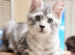 Vidar Polydactyl silver male - Maine Coon Kitten For Sale - Grant Valkaria&comma; FL&comma; US