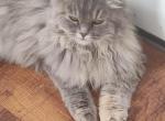 Amazing Blue Cream Persian - Persian Kitten For Sale - Parma&comma; OH&comma; US
