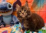 The Lilo and Stitch Litter - Maine Coon Kitten For Sale - Kent&comma; WA&comma; US