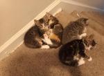 Princess - Domestic Kitten For Adoption - Columbus&comma; OH&comma; US