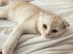 Sebastian - Scottish Fold Kitten For Sale - Federal Way&comma; WA&comma; US