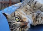 Elbee - Domestic Cat For Adoption - Napa&comma; CA&comma; US