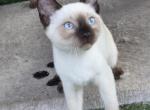 Nova - Siamese Kitten For Sale - 