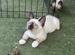 Draco - Snowshoe Kitten For Sale - 