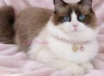 Prince - Ragdoll Kitten For Sale - Mc Minnville&comma; TN&comma; US