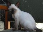 Ursa - Siamese Kitten For Sale - 
