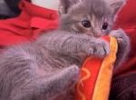 Oso - Domestic Kitten For Adoption - Norcross&comma; GA&comma; US