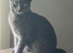 Fabio - Russian Blue Kitten For Sale - Rockford&comma; IL&comma; US