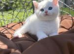 Beautiful white Scottish Straight kitten - Scottish Straight Kitten For Sale - Orlando&comma; FL&comma; US