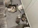 Scottish Fold and Straight Litter - Scottish Fold Kitten For Sale - Federal Way&comma; WA&comma; US