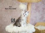 Zues - Maine Coon Kitten For Sale - 