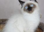 Nils - Siberian Kitten For Sale - 