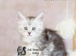zoe - Maine Coon Kitten For Sale - 