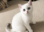 C L A U D E - Scottish Straight Kitten For Sale - Fontana&comma; CA&comma; US