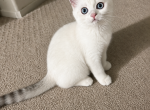 C L A U D E - Scottish Straight Kitten For Sale - 