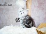 Zora - Maine Coon Kitten For Sale - Mechanicsburg&comma; PA&comma; US