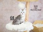 Zander - Maine Coon Kitten For Sale - 
