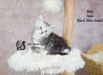 Zeek - Maine Coon Kitten For Sale - Mechanicsburg&comma; PA&comma; US