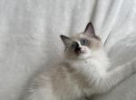 Ragdoll Boy - Ragdoll Kitten For Sale - Southwick&comma; MA&comma; US
