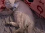 Loki - Ragdoll Kitten For Sale - Loretto&comma; TN&comma; US