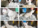Bo Peep - Bengal Kitten For Sale - ME&comma; US