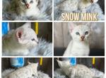 Woody - Bengal Kitten For Sale - 