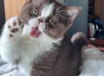 Miss Truffle - British Shorthair Kitten For Sale - NY&comma; US