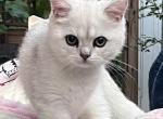 Lumi Black Silver Shaded boy - British Shorthair Kitten For Sale - NY&comma; US
