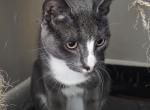 Starla - Domestic Cat For Adoption - Dearborn Heights&comma; MI&comma; US