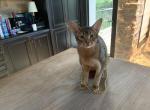 Pickles - Abyssinian Cat For Adoption - Reno&comma; NV&comma; US