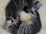 Siberian and Bengal Mix Kittens - Siberian Kitten For Sale - Brooklyn&comma; NY&comma; US