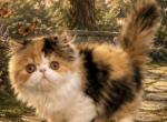 Gaby - Persian Kitten For Sale - Lakeland&comma; FL&comma; US