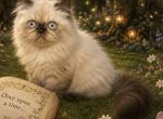 Mara - Himalayan Kitten For Sale - Lakeland&comma; FL&comma; US