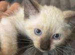 Beauty and Tomy - Siamese Kitten For Sale - Lehigh Acres&comma; FL&comma; US