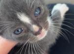Stone - Domestic Kitten For Adoption - Gastonia&comma; NC&comma; US