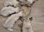 Five males and one female - Siamese Kitten For Sale - New London&comma; CT&comma; US