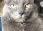 Kitty - Domestic Cat For Adoption - Heath&comma; OH&comma; US