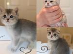 BLUE GOLDEN waitlist - British Shorthair Kitten For Sale - Austin&comma; TX&comma; US