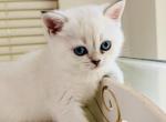 BEATRICE female with blue eyes - Scottish Fold Kitten For Sale - 