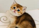 IRIS golden color female - British Shorthair Kitten For Sale - Austin&comma; TX&comma; US