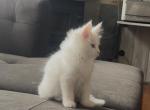Benny - Maine Coon Kitten For Sale - Sioux Falls&comma; SD&comma; US